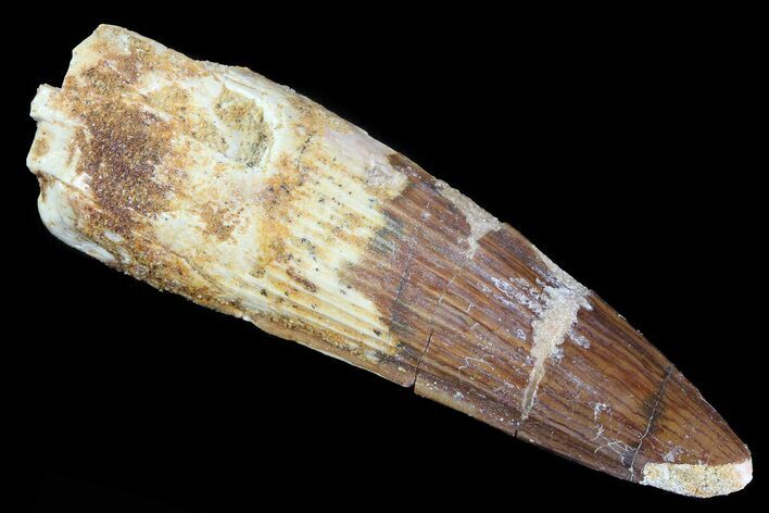 Barga, Spinosaurus Tooth - Real Dinosaur Tooth #82642